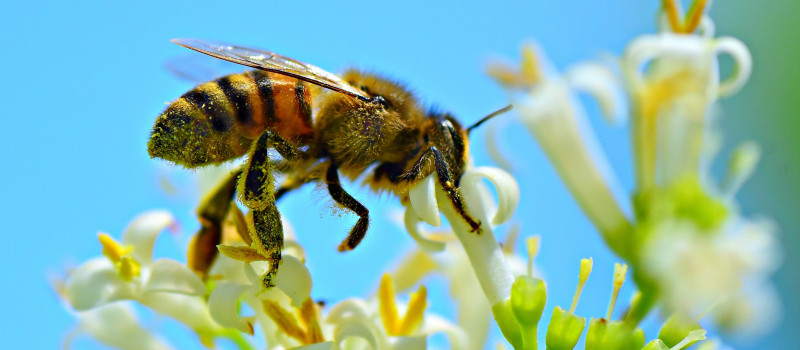 2+1  λόγοι για τους οποίους το μέλι είναι ένα από τα πιο βιώσιμα τρόφιμα στη γη