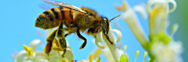 2+1  λόγοι για τους οποίους το μέλι είναι ένα από τα πιο βιώσιμα τρόφιμα στη γη