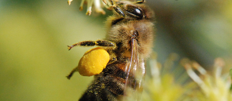 Βιολογικό μέλι, πολυτέλεια ή ανάγκη;