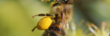 Βιολογικό μέλι, πολυτέλεια ή ανάγκη;