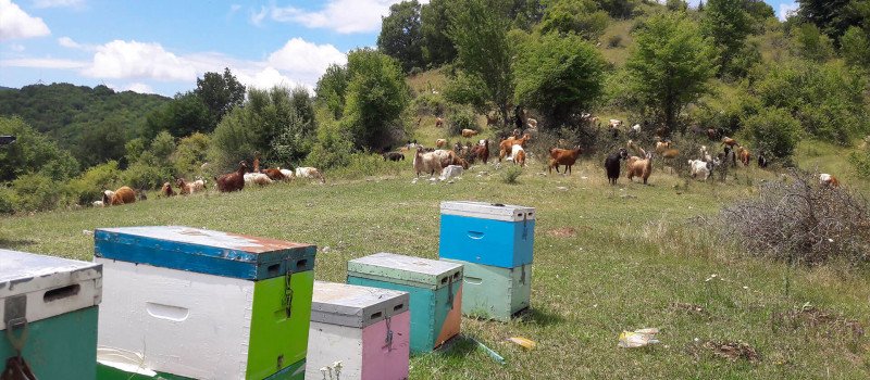 Βιολογικό Μέλι Παρανέστιας Γης